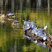 Sandra Hudak "Sunny Day at Turtle Pond"