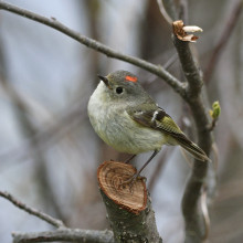 Chad Kowalski "Spring Migration, See You Next Fall" May 6, 2023