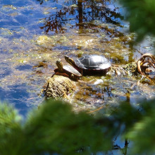 Denise Severson "Sunning Turtles" May 2024