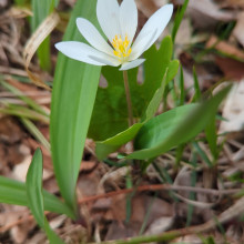 Lisa Kowalski "Beautiful Bloodroot" April 26, 2024