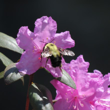 Mary Lou Gardner "Bee Kind" May 1, 2024