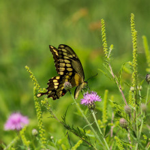 Rebecca Mortensen "Chasing Butterflies" April 2023