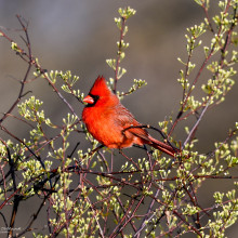 Steve Orlikowski "Cardinal at Daybreak" May 1, 2024